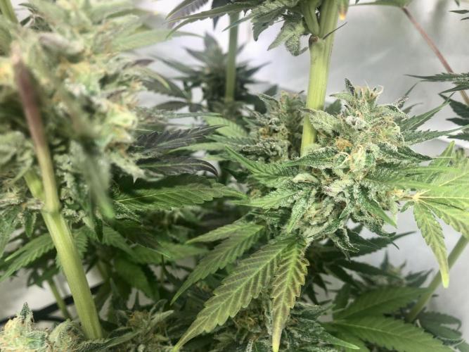 Ice cream haze 25. Week 12