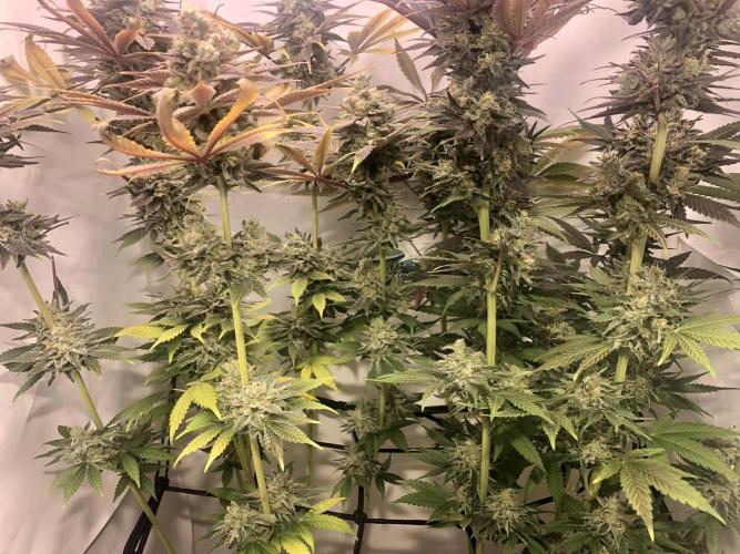 Ice cream haze 25. Week 12