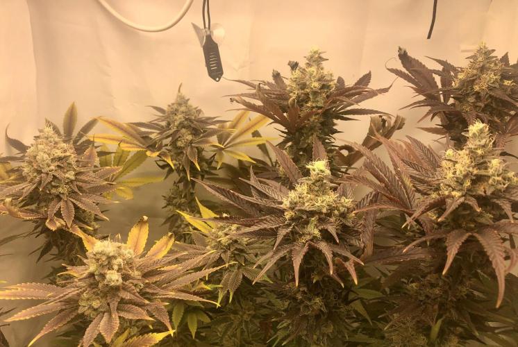 Ice cream haze 25. Week 12