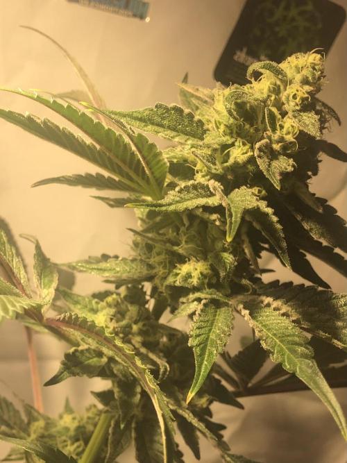 Ice cream haze 25. Week 12