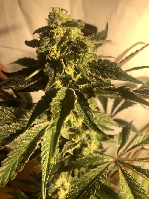 Ice cream haze 25. Week 12