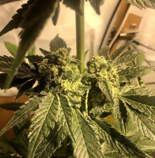 Ice cream haze 25. Week 12