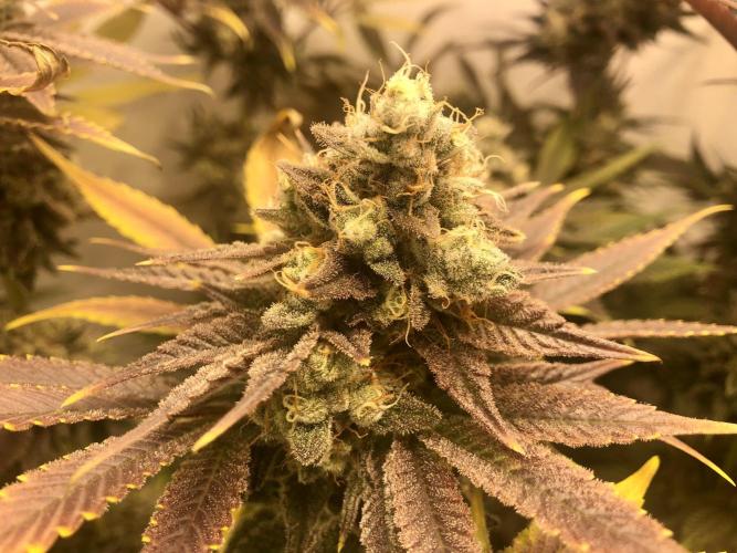 Ice cream haze 25. Week 12