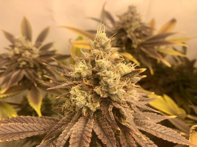 Ice cream haze 25. Week 12