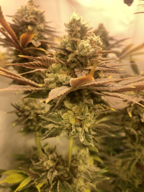 Ice cream haze 25. Week 12