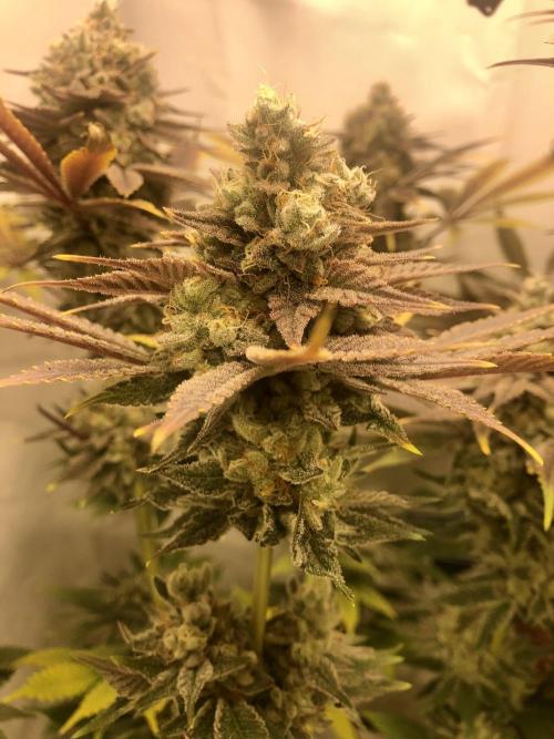 Ice cream haze 25. Week 12