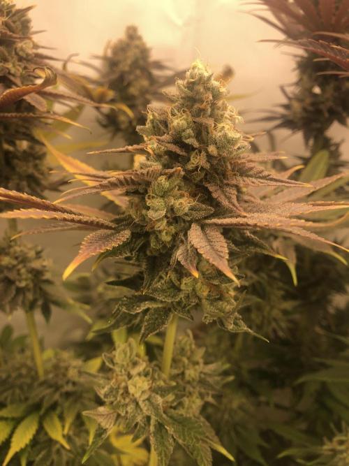 Ice cream haze 25. Week 12