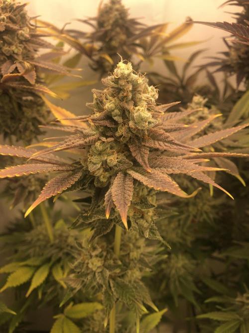 Ice cream haze 25. Week 12