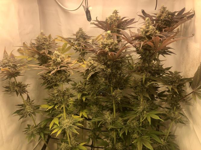 Ice cream haze 25. Week 12