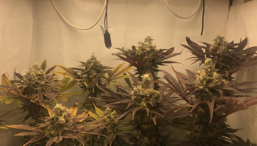 Ice cream haze 25. Week 12