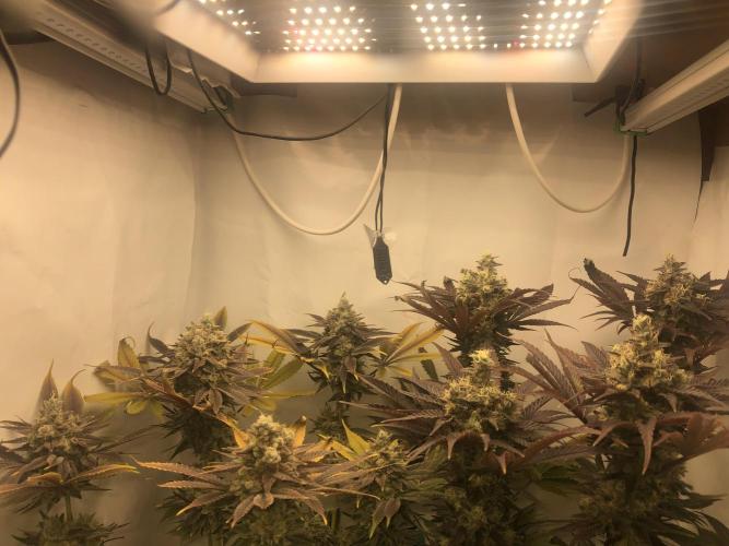 Ice cream haze 25. Week 12