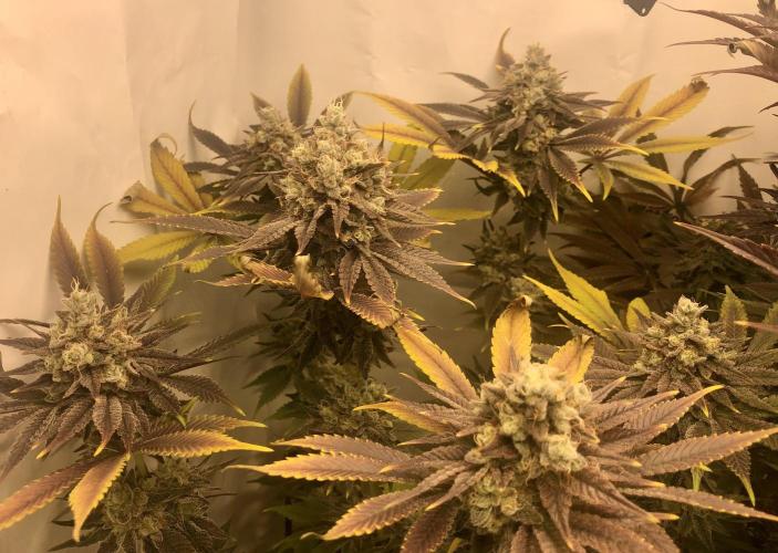 Ice cream haze 25. Week 13