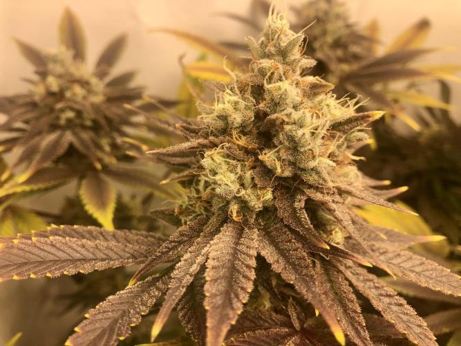 Ice cream haze 25. Week 13