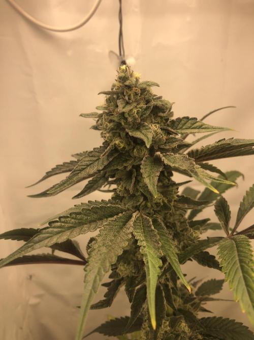 Ice cream haze 25. Week 13