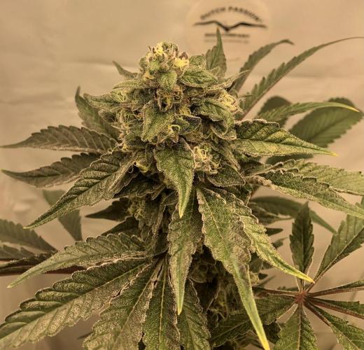 Ice cream haze 25. Week 13