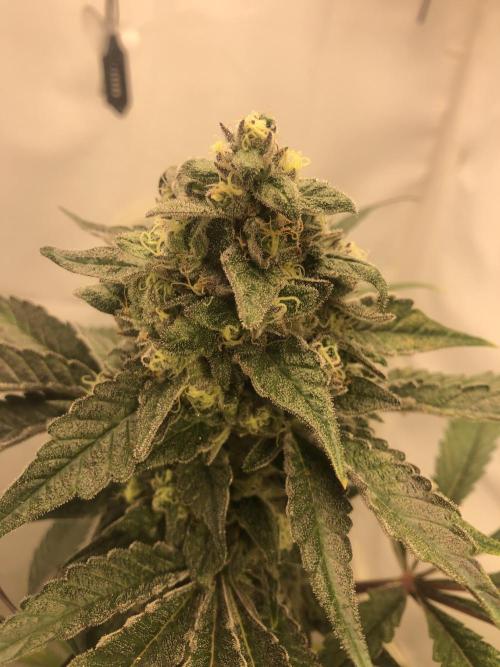 Ice cream haze 25. Week 13