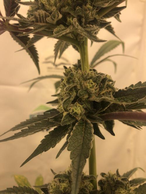 Ice cream haze 25. Week 13