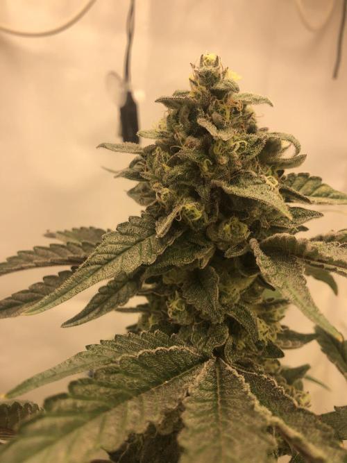 Ice cream haze 25. Week 13