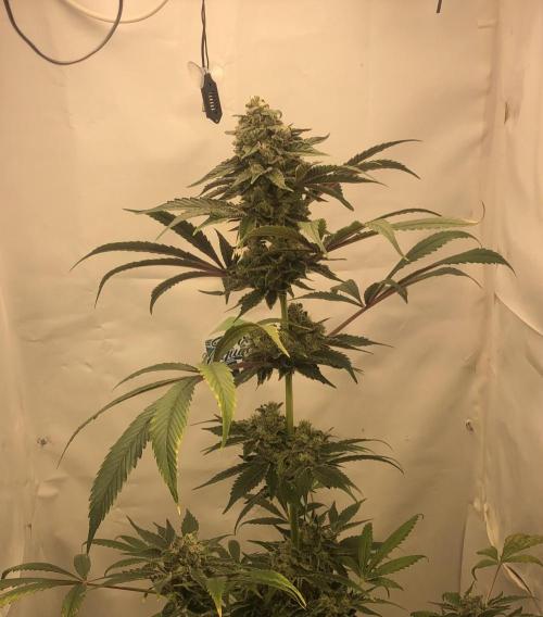 Ice cream haze 25. Week 13