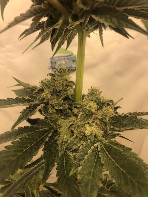 Ice cream haze 25. Week 13