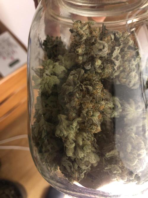 Ice cream haze 25. Week 13 - Curing