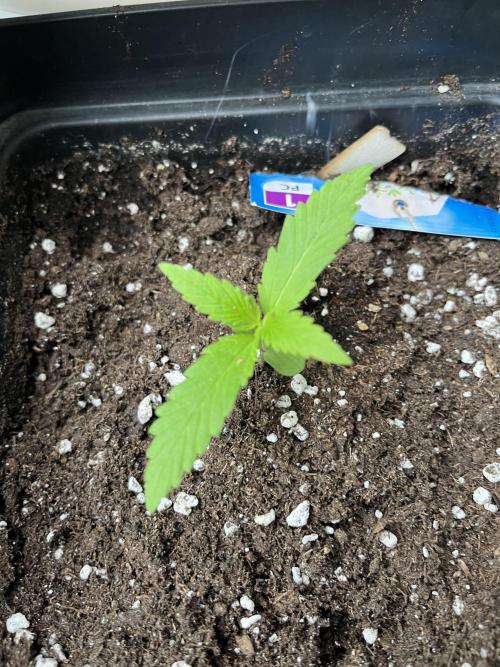 Auto Fractal. Week 1