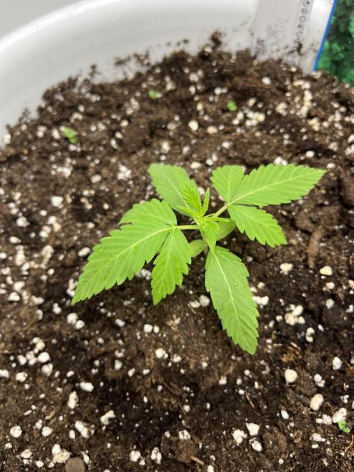 Auto Fractal. Week 2 - Moonrock 