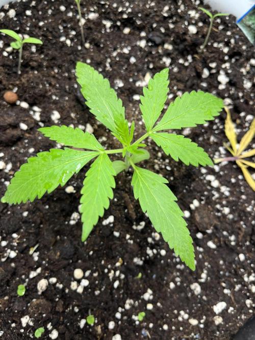 Moby dick auto. Week 2