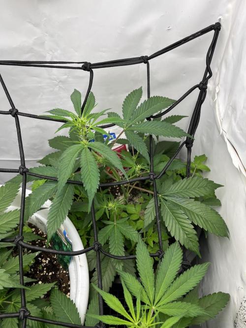 Auto Fractal. Week 5 - Auto fractal