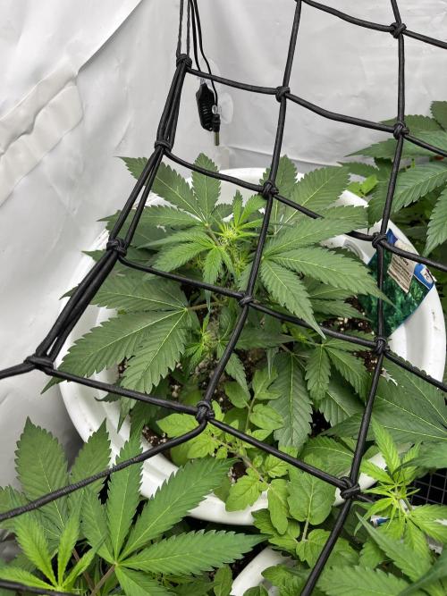 Auto Fractal. Week 5