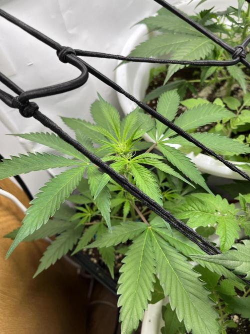 Auto Fractal. Week 5