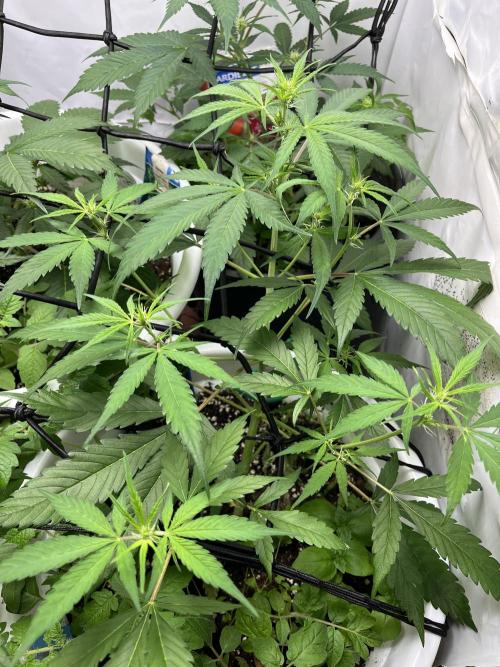 Moby dick auto. Week 5