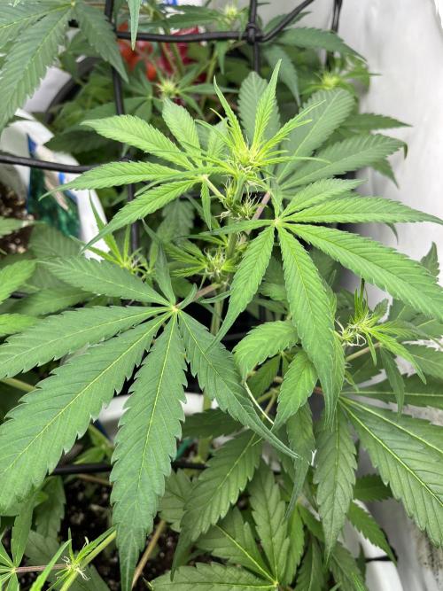 Moby dick auto. Week 5