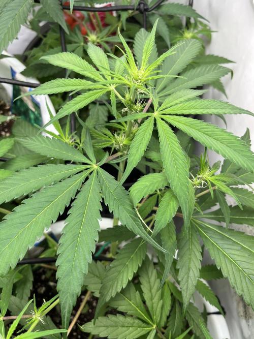 Moby dick auto. Week 5