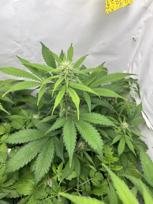Auto Fractal. Week 7