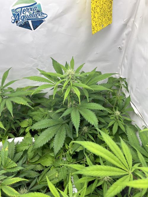 Auto Fractal. Week 7