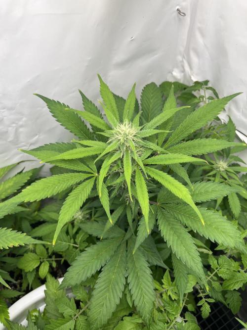 Auto Fractal. Week 7