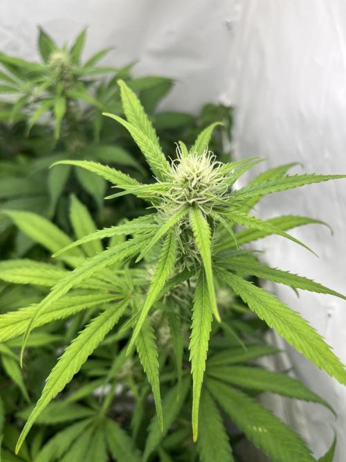 Moby dick auto. Week 7