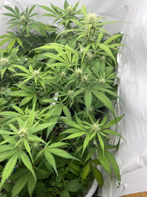 Moby dick auto. Week 7