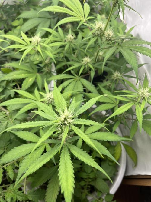 Moby dick auto. Week 7