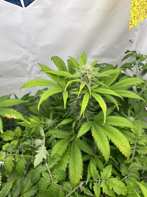 Auto Fractal. Week 8 - Fractal