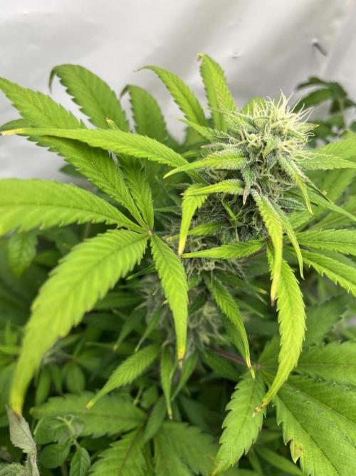 Auto Fractal. Week 8