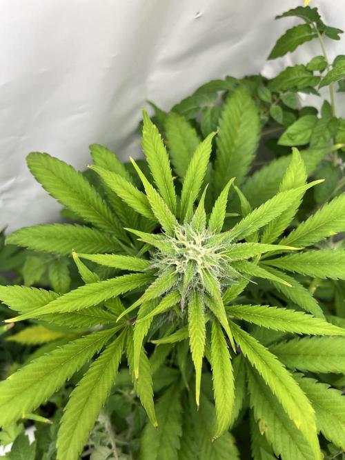 Auto Fractal. Week 8