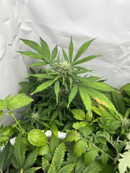 Auto Fractal. Week 8