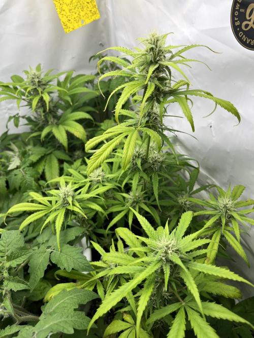 Moby dick auto. Week 8