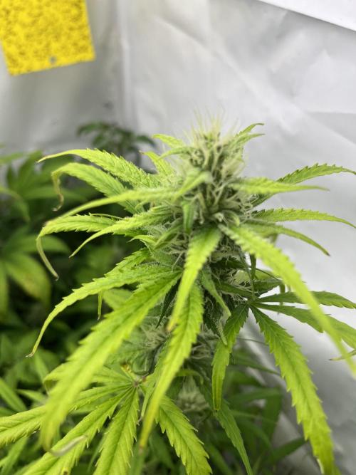 Moby dick auto. Week 8