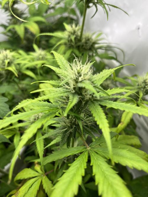Moby dick auto. Week 8