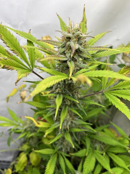Auto Fractal. Week 9