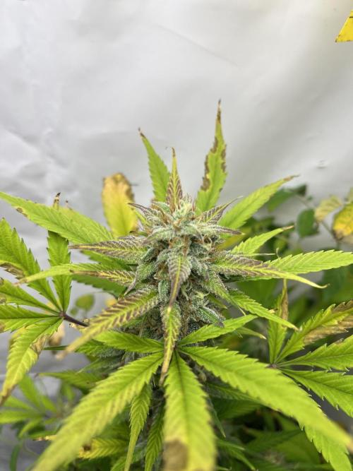 Auto Fractal. Week 9