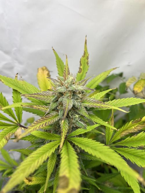 Auto Fractal. Week 9
